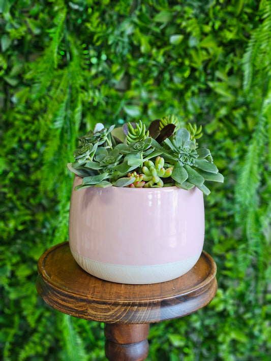 Pink Succulent Pot