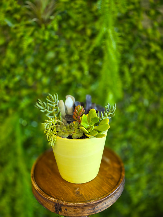 Green Potted Succulent