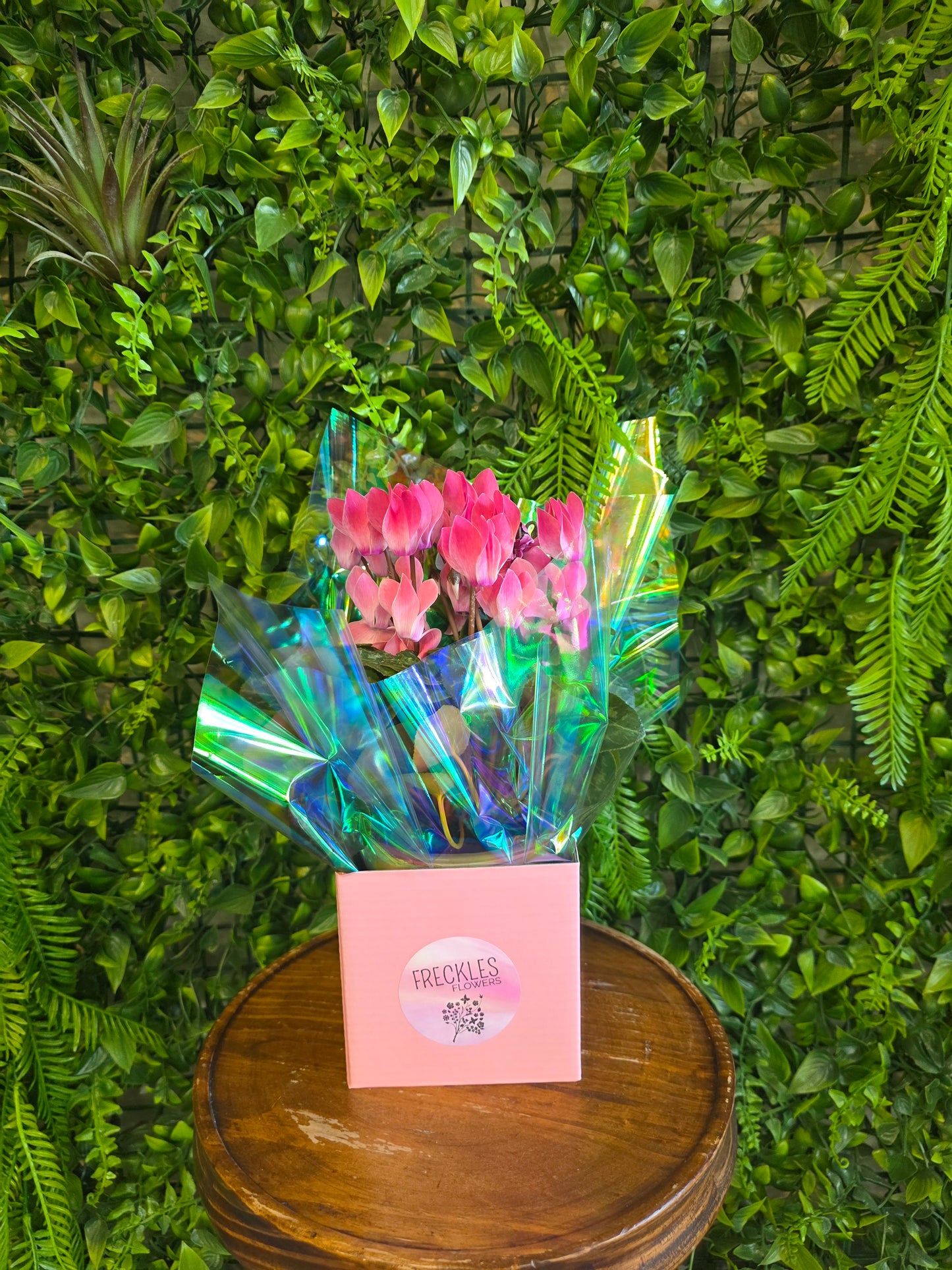 Cyclamen Plant