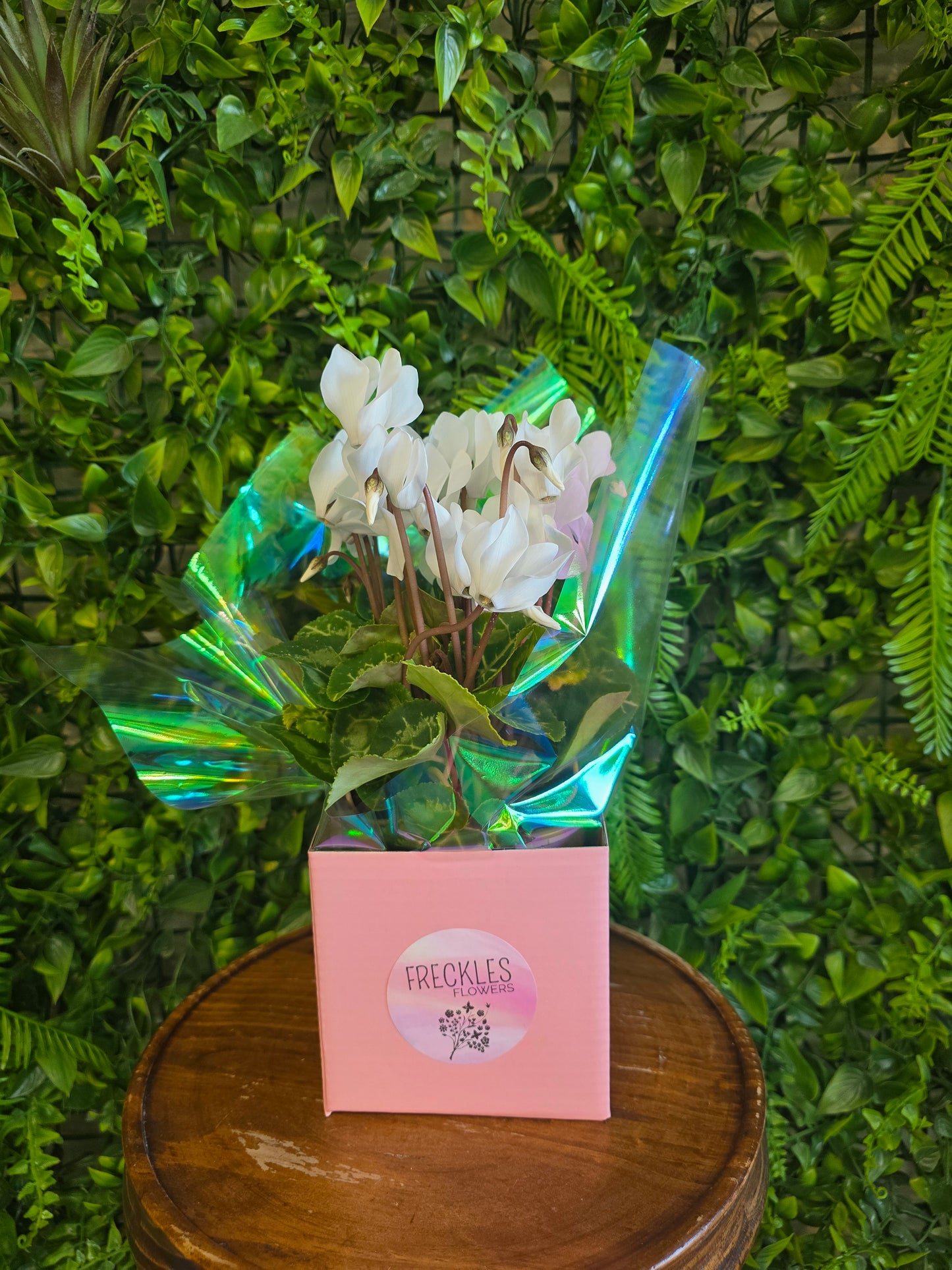 Cyclamen Plant